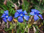 34 Gentiana verna (Genziana primaticcia)